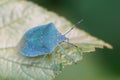 Closeup on a blue- green adult image of the Southern green shiel