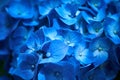 Closeup of blue hydrangea Hydrangea macrophylla are blooming in spring and summer at a town garden. Royalty Free Stock Photo