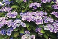 Beautiful blue and violet hydrangea and drops
