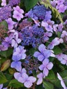 Closeup of Blue Hydrangea (Hydrangea macrophylla) flowers in the garden Royalty Free Stock Photo