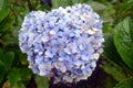 Closeup of a blue hydrangea & x28;Hydrangea macrophylla& x29; in a garden.Morning Royalty Free Stock Photo