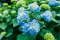 Blue hydrangeas in half blooming