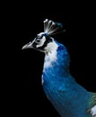 Closeup of a blue indian peacock head