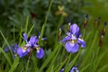 Closeup of blue iris sibirica growing on green stems or stalks against bokeh background in home garden. Two vibrant Royalty Free Stock Photo