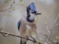 Closeup of a Blue jay bird perched on a branch of a tree Royalty Free Stock Photo