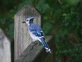 Closeup of a blue jay bird perched on the side of a wooden fence in a natural outdoor setting Royalty Free Stock Photo