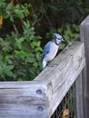 Closeup of a blue jay bird perched on the side of a wooden fence in a natural outdoor setting Royalty Free Stock Photo