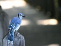 Closeup of a blue jay bird perched on the side of a wooden fence in a natural outdoor setting Royalty Free Stock Photo