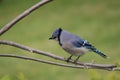 Closeup of a Blue Jay bird perched on a tree branch Royalty Free Stock Photo