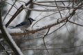 Closeup of a Blue Jay bird perched on a tree branch during a winter day Royalty Free Stock Photo