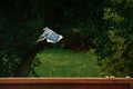 Closeup of a blue jay bird taking off from a wooden fence and flying away Royalty Free Stock Photo