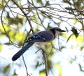 Closeup of a Blue jay perched on a tree branch in Florida Royalty Free Stock Photo