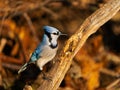 Closeup of a blue jay perched on the tree branch in a soft sunlight Royalty Free Stock Photo