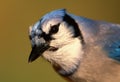 Closeup of a Blue Jay at the winter feeder
