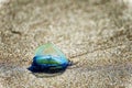 Blue Sail Jelly fish on sandy beach