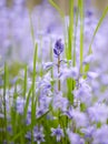 Closeup of blue kent bell flowers growing and flowering on green stems in a secluded home garden. Textured detail of