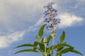 Closeup of blue lavender flower with green leaves on sky background, plant, nature, garden