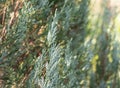 Close up Blue Lawson Cypress or Chamaecyparis lawsoniana Isolated on Nature Background