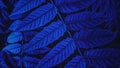 Closeup of blue leaves abstract background Royalty Free Stock Photo