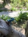 Closeup of a blue lizard on a tree in Vietnam.