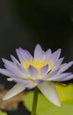 Closeup of a blue lotus Nymphaea nouchal