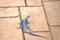 Closeup of blue male agama basking on paved concrete floor