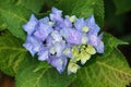 Closeup of a blue Mophead Hydrangea macrophylla flowers in the garden. Royalty Free Stock Photo