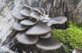 Closeup of blue oyster mushrooms growing on a tree covered in mosses in a forest Royalty Free Stock Photo