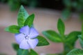 Closeup blue periwinkle with green leaves on blurred background, copy space Royalty Free Stock Photo