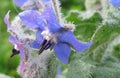 Closeup of blue and pink flowers of Borage borago officinalis Royalty Free Stock Photo