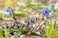 Closeup blue plants early spring. Scilla first flowers that blossom after a long winter.