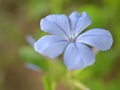 Closeup blue Plumbago auriculata flower in garden with blurred background Royalty Free Stock Photo