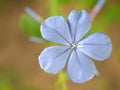 Closeup blue Plumbago auriculata flower in garden with blurred background Royalty Free Stock Photo