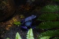 Closeup of a Blue poison dart frog sitting on the ground of a forest Royalty Free Stock Photo