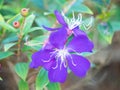 Closeup of blue Princess flower Royalty Free Stock Photo