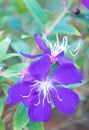 Closeup of blue Princess flower Royalty Free Stock Photo