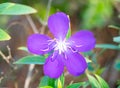 Closeup of blue Princess flower Royalty Free Stock Photo