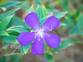 Closeup of blue Princess flower Royalty Free Stock Photo