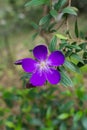 Closeup of blue Princess flower (Tibouchina semidecandra)