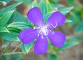 Closeup of blue Princess flower Royalty Free Stock Photo