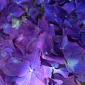 Blue purple hydrangeas closeup