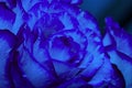 Closeup of a blue rose bud. Background opened rosebud. Rose bud with blue petals. Extreme close-up of a rose flower Royalty Free Stock Photo