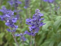 Closeup blue sage of the diviners lavender flowers in garden with soft focus and green blurred background