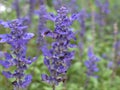 Closeup blue sage of the diviners lavender flowers in garden with soft focus and green blurred background