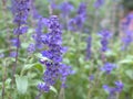 Closeup blue Sage of the diviners ,salvia divinorum plants and blurred nature leaves background ,nature background