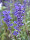 Closeup blue Sage of the diviners ,salvia divinorum plants and blurred nature leaves background ,nature background