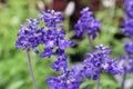 Closeup of blue sage flower clusters in summer