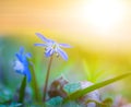 Closeup blue Scilla flowers in grass at the sunset Royalty Free Stock Photo