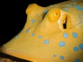 Closeup of a blue-spotted stingray