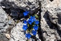 Closeup of blue spring gentian flowers in rocks Royalty Free Stock Photo